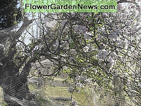 Stadig mit yndlings træ i vores frugtplantage! Trods at være over 100 år gammel bærer det gamle æbletræ frugt igen. Det tog mig år at genoprette det, men min indsats bærer frugt. lol Still my favourite tree in our orchard! Despite being over 100 years old, the ancient apple tree is bearing fruiting again. It took me years to restore it, but my effort is bearing fruit. lol
