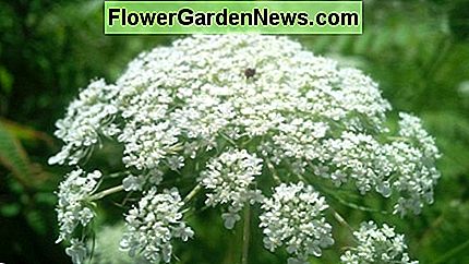Queen Anne's Blonde blomst med karakteristisk lilla center Queen Anne's Lace flower with characteristic purple center