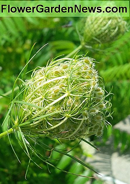 Queen Anne's Lace frøhoved Queen Anne's Lace seedhead