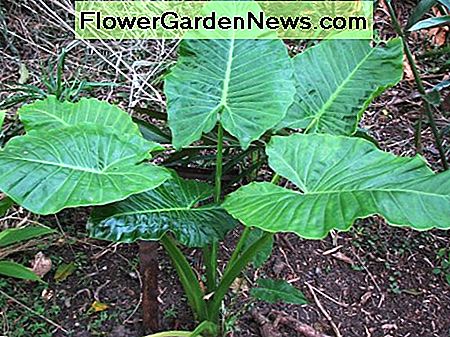 Eine gesunde junge Pflanze Cunjevoi Lilie (Alocasia brisbannensis). A healthy young Cunjevoi Lily (Alocasia brisbanensis) plant.