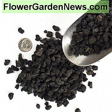 Lavagestein, ein weiteres grobes Aggregat, das zur Herstellung Ihrer perfekten Bonsai-Mischung verwendet wird. Beachten Sie den Groschen, der verwendet wird, um auf die kleine Größe zu verweisen. Lava rocks, another great coarse aggregate used in creating your perfect bonsai mix. Notice the dime used to reference the small size.