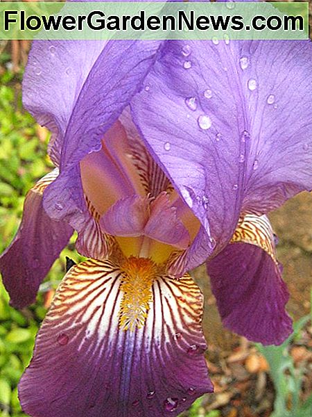 Lila Schwertlilie Blüte Purple bearded iris blossom