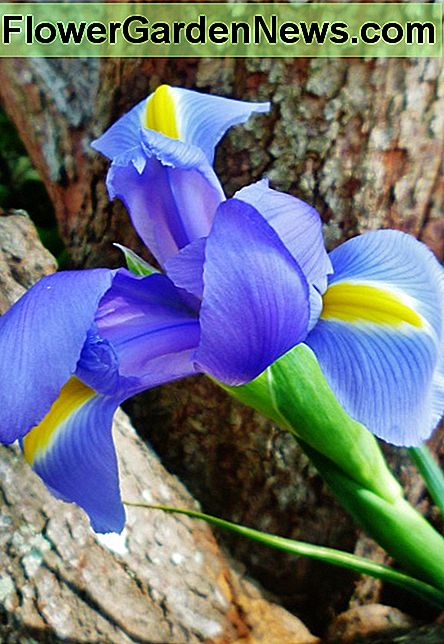 Iris hielt sich gegen die Rinde unseres Redbud-Baumes. Ich habe einzelne Aufnahmen der Iris in verschiedenen Posen gemacht, um die Schönheit der Blumen zu zeigen. Iris held up against the bark of our redbud tree. I took some individual shots of the Iris in various poses to show off the beauty of the flowers.