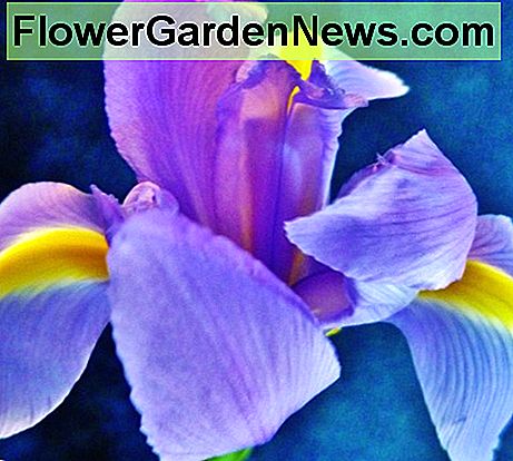 Louisiana Iris Louisiana Iris