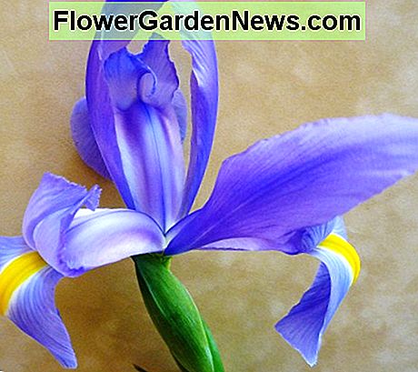 Irisblüte Iris blossom