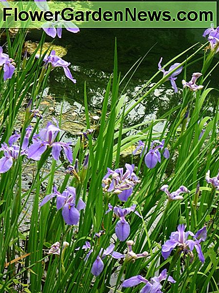 Bild von Louisiana Iris, die im Wasser blühen. Picture of Louisiana Irises blooming in water.