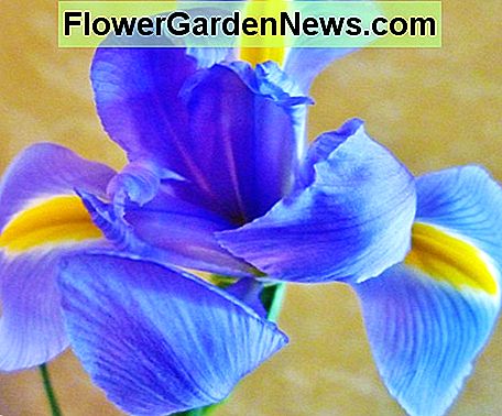 Was für eine schöne Iris blühen! Danke Pat und John! What a beautiful Iris bloom! Thanks Pat and John!