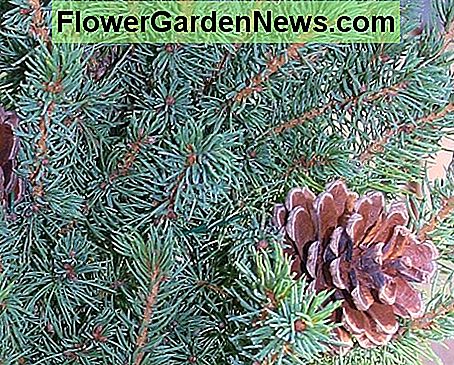 Dekorative furu kegler ble festet til treet fra LL Bean med lange stykker tykk blomsterhandler wire. Decorative pine cones were attached to the tree from LL Bean with long pieces of thick florist's wire.