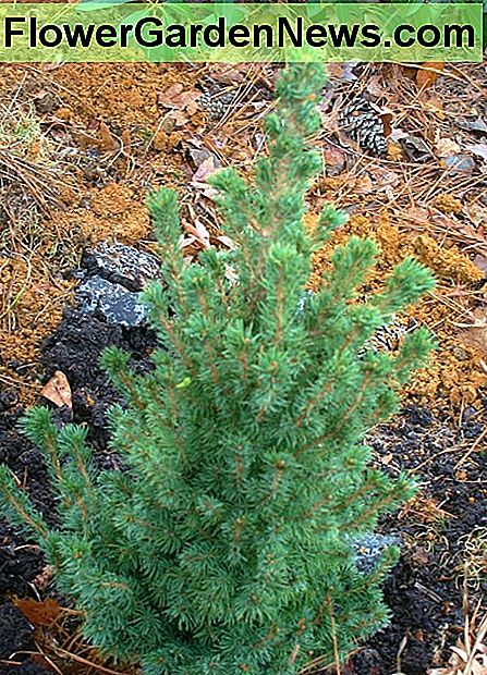 Vi plantet Douglas Fir ved skogen i leirejord kuttet med leamy jordjord. We planted the Douglas Fir by the woods in clay soil cut with loamy topsoil.
