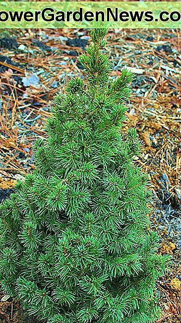 VÄre Dwarf Alberta Spruce-bordplattformet juletre, plantet i en landskapsbed i nÊrheten av skogen. Our Dwarf Alberta Spruce tabletop Christmas tree, planted in a landscaping bed near the woods.