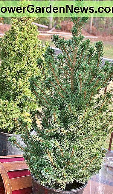 De ser bra ut nÄ, men disse mini juletre er i for smÄ potter med dÄrlig drenering. De mÄ plantes eller repotted - fÞr vÄren. They look good now, but these mini Christmas tree are in too-small pots with poor drainage. They need to be planted or repotted--before spring.