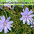 Outsidepride Chicory Wildflower Seed - 5000 Samen