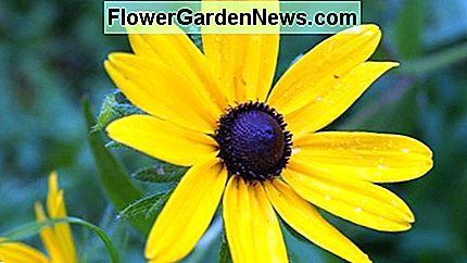 Black eyed Susan in meinem Vorgarten. Black eyed Susan in my front yard.