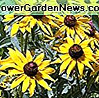 Outsidepride Rudbeckia Hirta Schwarzäugige Susan - 5000 Samen