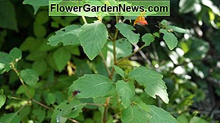 Jewelweed mit seinen feurig-orange Blumen. Jewelweed with its fiery-orange flowers.