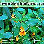 Orange Jewelweed Samen (Impatiens Capensis) 10 + seltene medizinische Wildflower Samen in gefrorenen Samen Kapseln für die Gärtner & seltene Samen Sammler - Pflanzensamen jetzt oder sparen Samen für Jahre