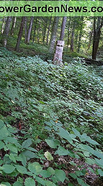 Die Nessel, die in meinem Hinterhof wächst. Das The nettle growing in my backyard. The
