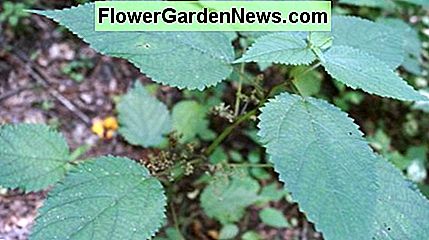Brennessel wird auch Brennnessel genannt. Nettle is also known as stinging nettle.