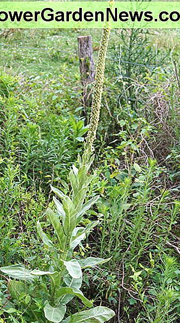 Ein genauerer Blick auf die Königskerze, die in der Nähe meines Hauses wächst. A closer view of the mullein growing near my house.