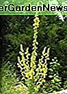 Königskerze (Verbascum thapsus), 2000 zertifizierter purer lebender Samen, echter heimischer Samen