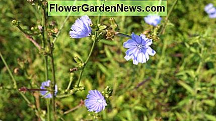 Zichorie Blumen eröffnet. Chicory flowers opened up.