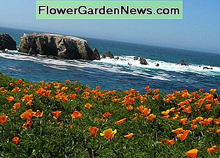Papavers van Californië gedijen langs de kustlijnen waar water altijd beschikbaar is. California poppies thrive along the coastlines where water is available at all times.