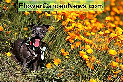 De Californische klaproos, volgens een rapport van 2012 van de University of California, is The California poppy, according to a 2012 report by the University of California, is