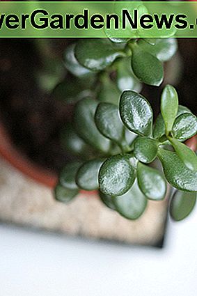 Jade Pflanze (Crassula Ovata oder Crassula Argentea) Jade Plant (Crassula Ovata or Crassula Argentea)