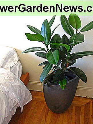Gummibaum-Pflanze (Ficus Elastica) Rubber Tree Plant (Ficus Elastica)
