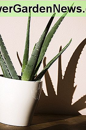Aloe Vera (Aloe Barbadensis) Aloe Vera (Aloe Barbadensis)