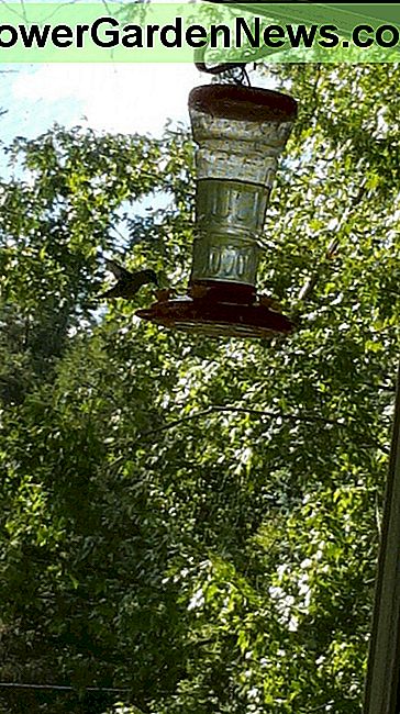 Een kolibrie die onze tuin bezoekt. A hummingbird visiting our yard.