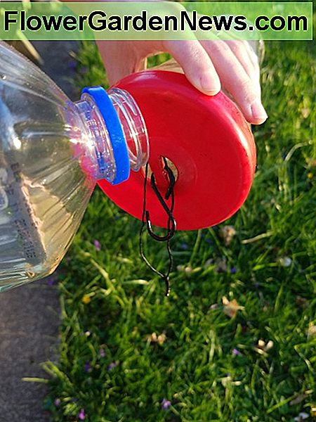 Een beetje plantaardige olie houdt vervelende mieren weg. A little vegetable oil keeps pesky ants away.