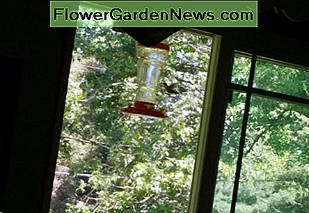 Eerste kolibrie van het seizoen. First hummingbird of the season.