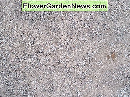 Verwenden Sie Sand, um tonigen oder sehr organischen Boden für Kaktusfeigenkakteen zu ändern. Use sand to amend clayey or highly organic soil for prickly pear cacti.