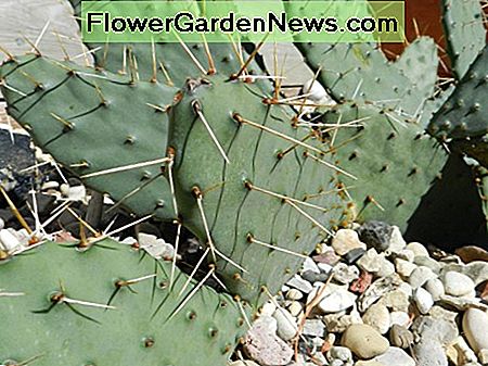 Kaktusfeigenkakteen in einem Steingarten, der fast den ganzen Tag Sonnenlicht erhält. Geschützt vor Winterwinden durch eine Garage und einen Zaun. Prickly pear cacti in a rock garden that receives sunlight most of the day. Protected from winter winds by a garage and fence.