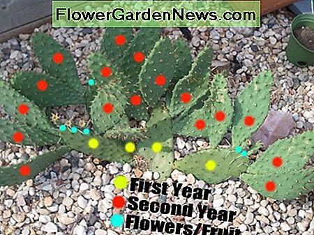 Kaktusfeigenkaktus-Stecklinge sind innerhalb von zwei Jahren schnell zu bevölkern. Prickly pear cacti cuttings are quick to populate within two years.