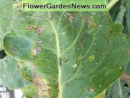 vit rost white rust