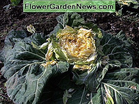 plasmodiophora clubroot