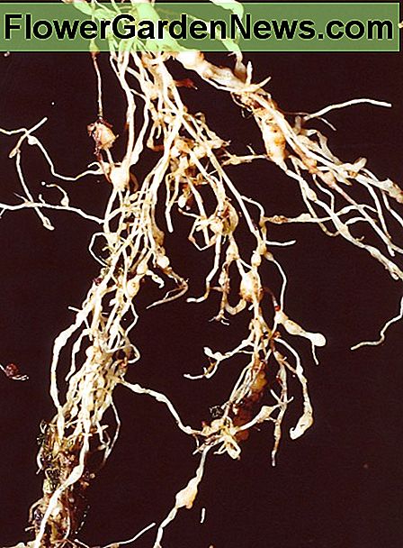 rot nematod root nematode