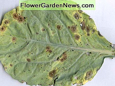 Alternaria bladpunkt alternaria leaf spot