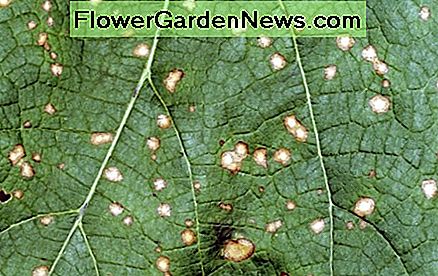 frogeye leaf spot frogeye leaf spot