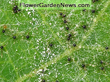 pulveriserad mögel powdery mildew