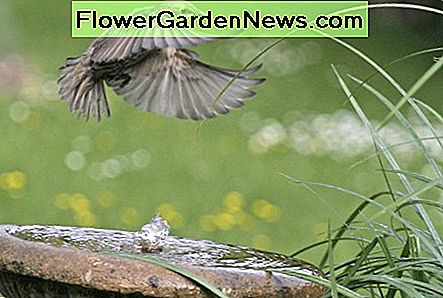 Halten Sie Wasser in der Nähe des Vogelhauses ist ein Muss. Keeping water near the bird house is a must.