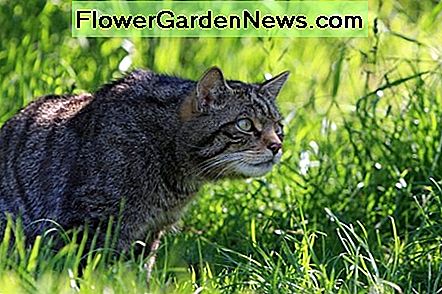 Katzen sind natürliche Feinde für Vögel Cats are natural predators for birds