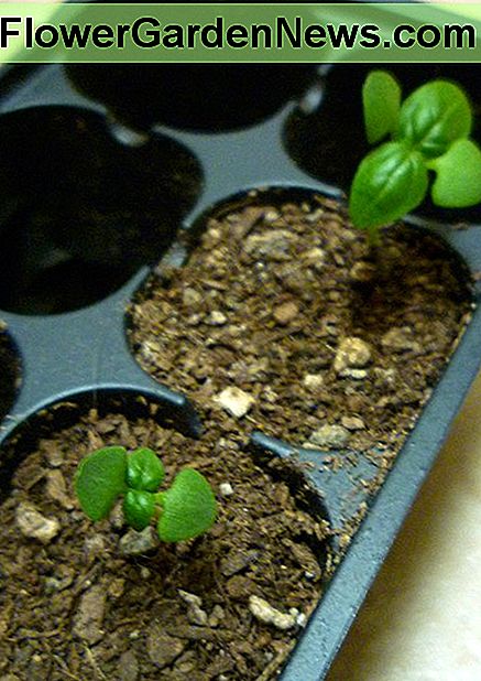 Sweet Basil zaailingen. Joe Macho Sweet Basil Seedlings. Joe Macho