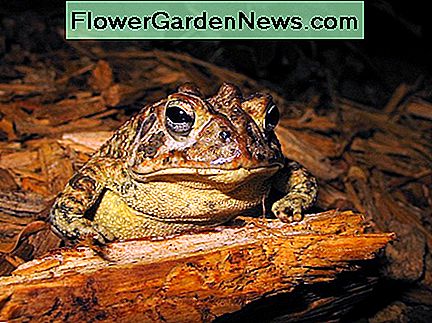 Amerikanische Kröte. Foto von Steve Beger Fotografie. American Toad. Photo by Steve Beger Photography.