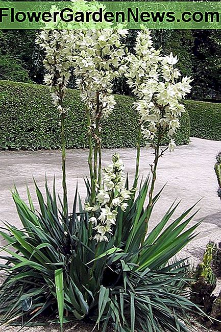 Juką retai rūpi elnias Yucca is seldom bothered by deer