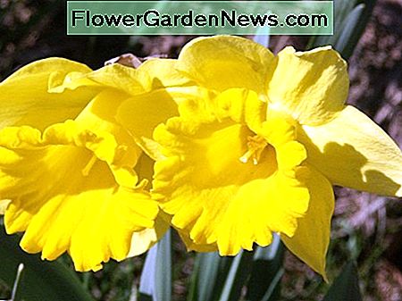 Elnias nevalgo narcizų, nes jie yra nuodingi. Deer don't eat daffodils because they are poisonous.