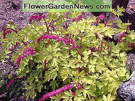 Kraujo širdis su geltonais lapais Bleeding Hearts with yellow foliage called