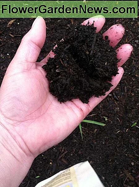 Begin met goede, gewijzigde tuingrond. Als u niet uw eigen compost maakt, koop dan een zak of twee organische compost. Start with good, amended garden soil. If you don't make your own compost, buy a bag or two of organic compost.